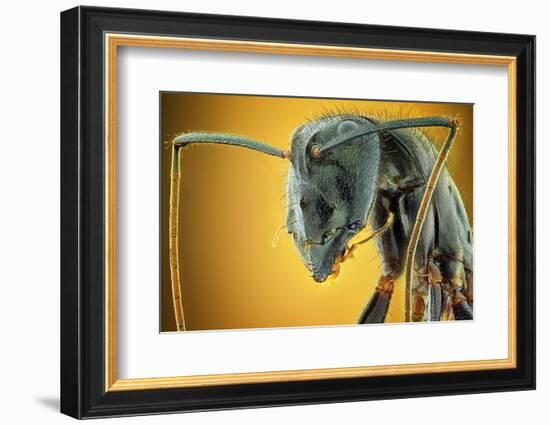 Camponotus Gigas-Shikhei Goh-Framed Photographic Print