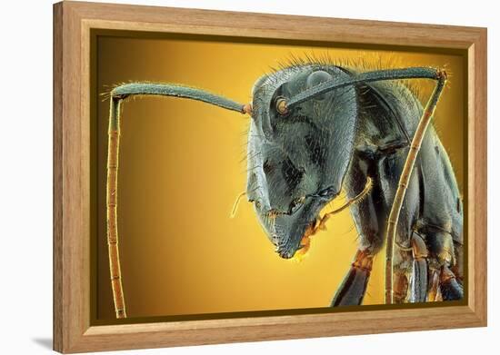 Camponotus Gigas-Shikhei Goh-Framed Premier Image Canvas