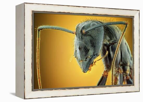 Camponotus Gigas-Shikhei Goh-Framed Premier Image Canvas
