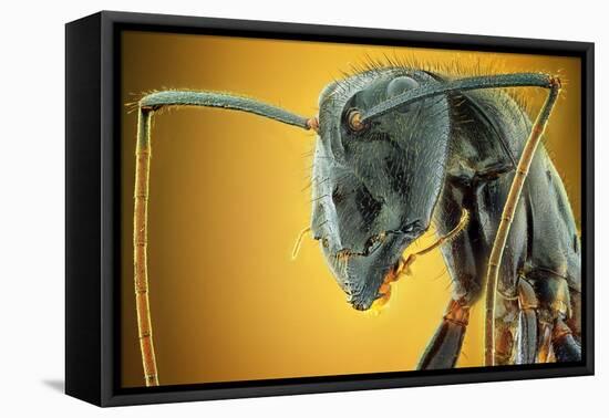 Camponotus Gigas-Shikhei Goh-Framed Premier Image Canvas