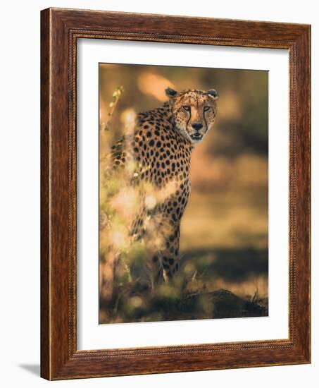 Camuflage-Ahmed Sobhi-Framed Giclee Print