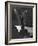 Can Can Dancer Held Up in the Air by a Performing Gentleman at the Paris Show-Nat Farbman-Framed Photographic Print