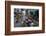 Can Tho Market, Mekong Delta, Vietnam, Indochina, Southeast Asia, Asia-Yadid Levy-Framed Photographic Print