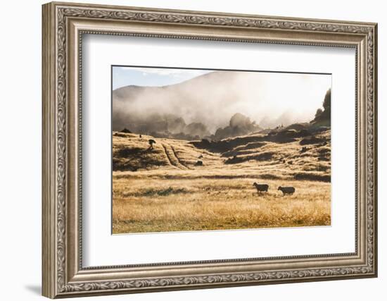 Canaan Downs Scenic Reserve at Sunrise-Matthew Williams-Ellis-Framed Photographic Print