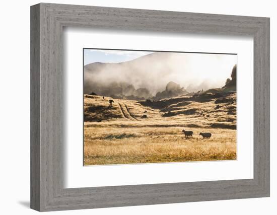 Canaan Downs Scenic Reserve at Sunrise-Matthew Williams-Ellis-Framed Photographic Print