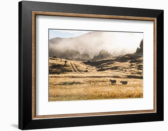 Canaan Downs Scenic Reserve at Sunrise-Matthew Williams-Ellis-Framed Photographic Print