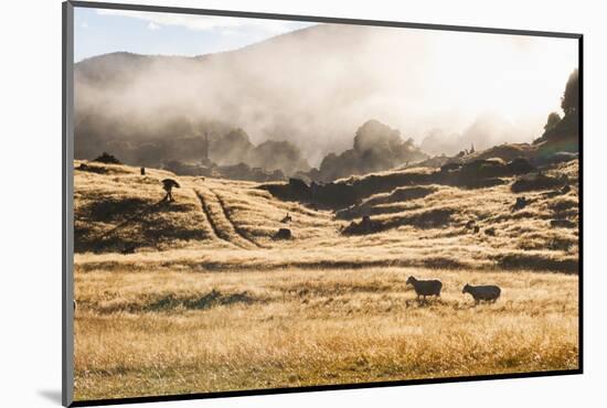 Canaan Downs Scenic Reserve at Sunrise-Matthew Williams-Ellis-Mounted Photographic Print