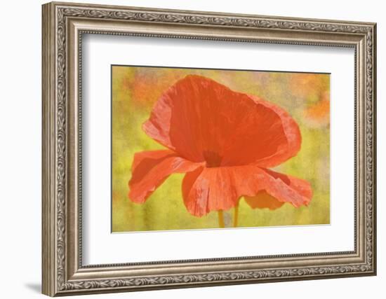 Canada. Abstract of poppy flower.-Jaynes Gallery-Framed Photographic Print