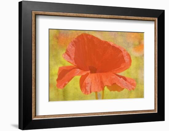 Canada. Abstract of poppy flower.-Jaynes Gallery-Framed Photographic Print