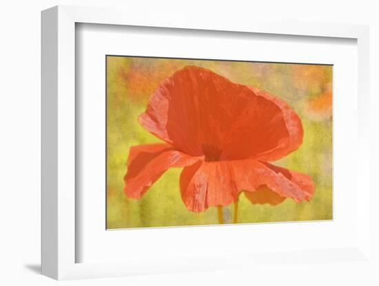 Canada. Abstract of poppy flower.-Jaynes Gallery-Framed Photographic Print