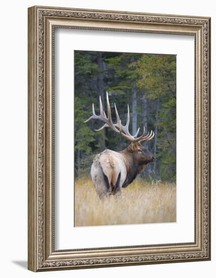 Canada, Alberta. Bull Rocky Mountain Elk During Fall Rut. Jasper-Gary Luhm-Framed Photographic Print