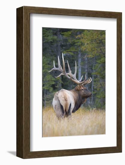 Canada, Alberta. Bull Rocky Mountain Elk During Fall Rut. Jasper-Gary Luhm-Framed Photographic Print