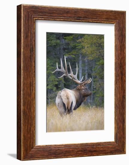 Canada, Alberta. Bull Rocky Mountain Elk During Fall Rut. Jasper-Gary Luhm-Framed Photographic Print