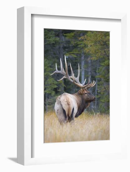 Canada, Alberta. Bull Rocky Mountain Elk During Fall Rut. Jasper-Gary Luhm-Framed Photographic Print