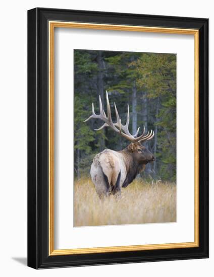 Canada, Alberta. Bull Rocky Mountain Elk During Fall Rut. Jasper-Gary Luhm-Framed Photographic Print