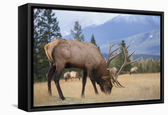 Canada, Alberta. Bull Rocky Mountain Elk in Open Savanna. Jasper-Gary Luhm-Framed Premier Image Canvas