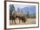 Canada, Alberta. Bull Rocky Mountain Elk in Open Savanna. Jasper-Gary Luhm-Framed Photographic Print