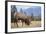 Canada, Alberta. Bull Rocky Mountain Elk in Open Savanna. Jasper-Gary Luhm-Framed Photographic Print