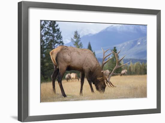 Canada, Alberta. Bull Rocky Mountain Elk in Open Savanna. Jasper-Gary Luhm-Framed Photographic Print