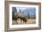 Canada, Alberta. Bull Rocky Mountain Elk in Open Savanna. Jasper-Gary Luhm-Framed Photographic Print