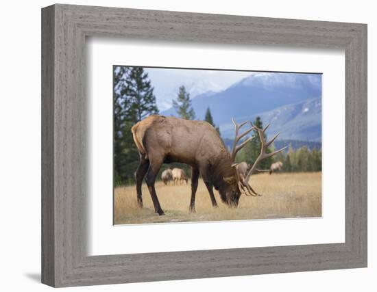 Canada, Alberta. Bull Rocky Mountain Elk in Open Savanna. Jasper-Gary Luhm-Framed Photographic Print