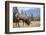 Canada, Alberta. Bull Rocky Mountain Elk in Open Savanna. Jasper-Gary Luhm-Framed Photographic Print