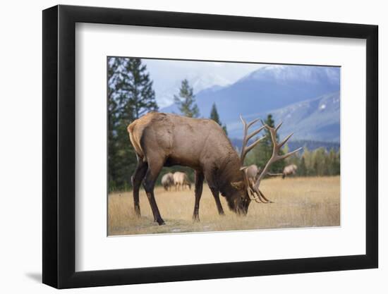 Canada, Alberta. Bull Rocky Mountain Elk in Open Savanna. Jasper-Gary Luhm-Framed Photographic Print