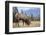 Canada, Alberta. Bull Rocky Mountain Elk in Open Savanna. Jasper-Gary Luhm-Framed Photographic Print