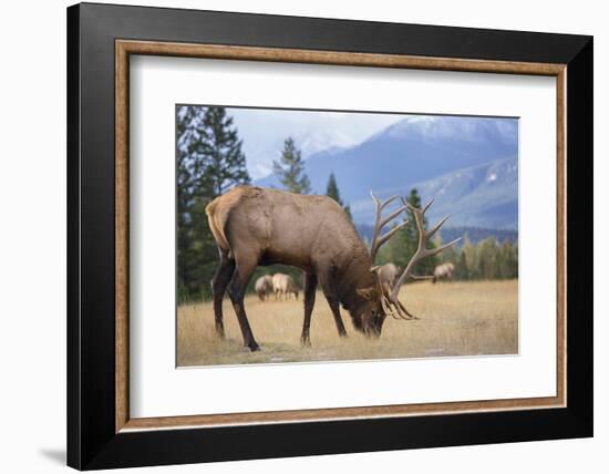 Canada, Alberta. Bull Rocky Mountain Elk in Open Savanna. Jasper-Gary Luhm-Framed Photographic Print