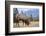 Canada, Alberta. Bull Rocky Mountain Elk in Open Savanna. Jasper-Gary Luhm-Framed Photographic Print