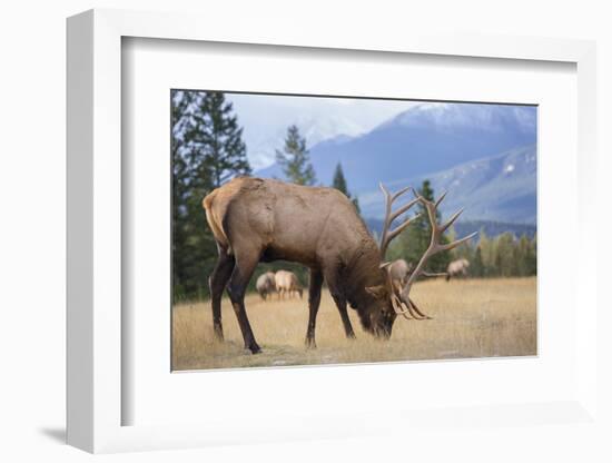 Canada, Alberta. Bull Rocky Mountain Elk in Open Savanna. Jasper-Gary Luhm-Framed Photographic Print