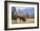 Canada, Alberta. Bull Rocky Mountain Elk in Open Savanna. Jasper-Gary Luhm-Framed Photographic Print