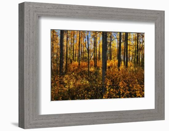 Canada, Alberta, Elk Island National Park. Aspen forest in autumn color.-Jaynes Gallery-Framed Photographic Print