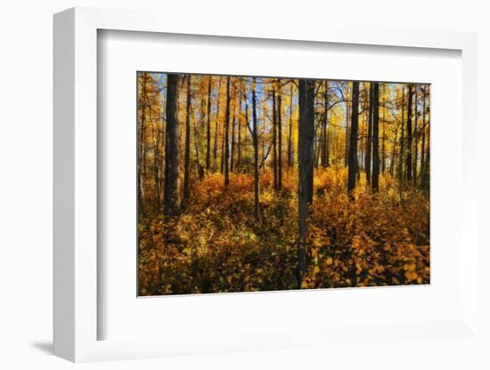 Canada, Alberta, Elk Island National Park. Aspen forest in autumn color.-Jaynes Gallery-Framed Photographic Print