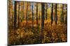 Canada, Alberta, Elk Island National Park. Aspen forest in autumn color.-Jaynes Gallery-Mounted Photographic Print