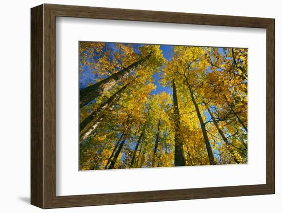 Canada, Alberta, Elk Island National Park. Autumn in aspen forest.-Jaynes Gallery-Framed Photographic Print