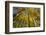 Canada, Alberta, Elk Island National Park. Autumn in aspen forest.-Jaynes Gallery-Framed Photographic Print