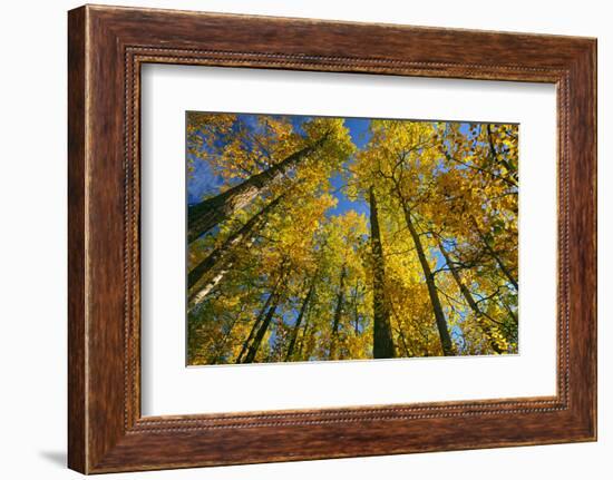 Canada, Alberta, Elk Island National Park. Autumn in aspen forest.-Jaynes Gallery-Framed Photographic Print