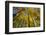 Canada, Alberta, Elk Island National Park. Autumn in aspen forest.-Jaynes Gallery-Framed Photographic Print