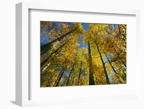 Canada, Alberta, Elk Island National Park. Autumn in aspen forest.-Jaynes Gallery-Framed Photographic Print