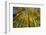 Canada, Alberta, Elk Island National Park. Autumn in aspen forest.-Jaynes Gallery-Framed Photographic Print