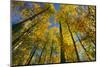 Canada, Alberta, Elk Island National Park. Autumn in aspen forest.-Jaynes Gallery-Mounted Photographic Print