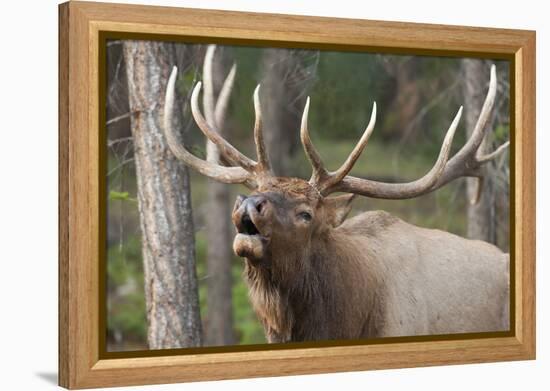 Canada, Alberta, Jasper National Park. Bull elk bugling.-Don Paulson-Framed Premier Image Canvas