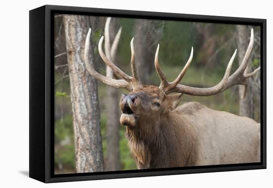 Canada, Alberta, Jasper National Park. Bull elk bugling.-Don Paulson-Framed Premier Image Canvas