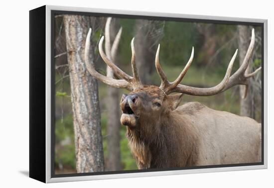 Canada, Alberta, Jasper National Park. Bull elk bugling.-Don Paulson-Framed Premier Image Canvas