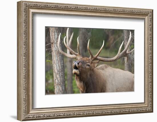 Canada, Alberta, Jasper National Park. Bull elk bugling.-Don Paulson-Framed Photographic Print