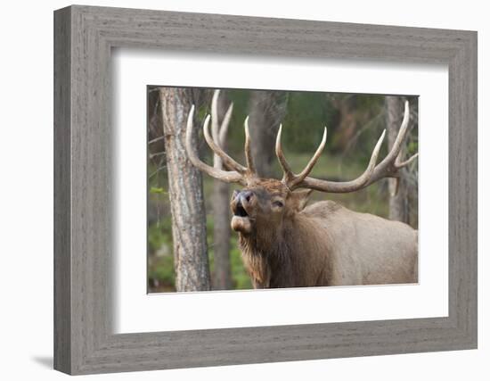 Canada, Alberta, Jasper National Park. Bull elk bugling.-Don Paulson-Framed Photographic Print