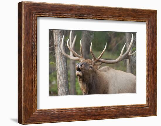 Canada, Alberta, Jasper National Park. Bull elk bugling.-Don Paulson-Framed Photographic Print