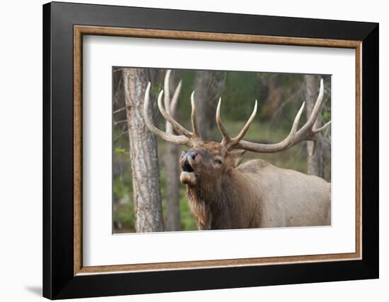 Canada, Alberta, Jasper National Park. Bull elk bugling.-Don Paulson-Framed Photographic Print