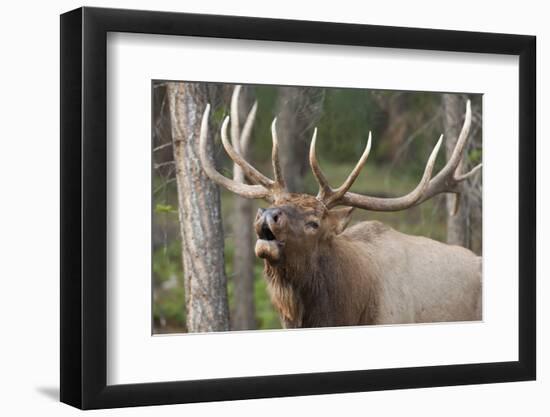 Canada, Alberta, Jasper National Park. Bull elk bugling.-Don Paulson-Framed Photographic Print